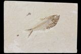 Diplomystus Fossil Fish - Wyoming #103960-1